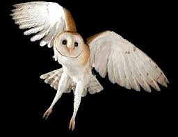 Lechuza cara de luna